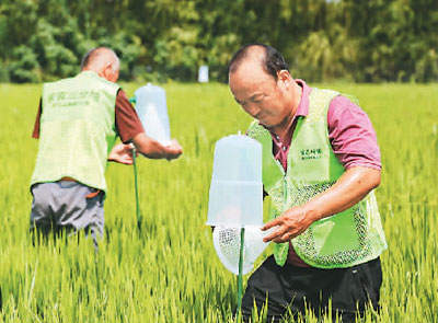 各地方抓好农业防汛抗洪救灾，确保水稻生产安全